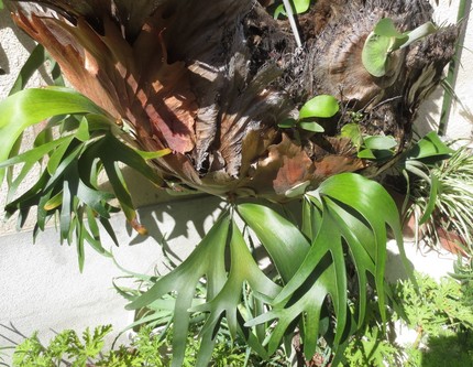 ファルコン植物記（５６１）面白...