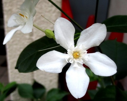 ファルコン植物記（５５４）白色...