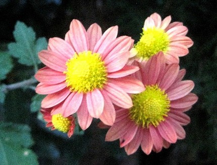 ファルコン植物記（５６５）赤紅...