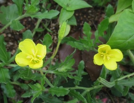 ファルコン植物記（５５６）黄色...