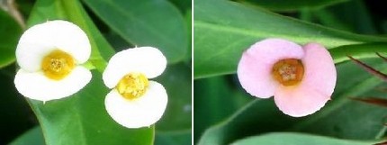 ファルコン植物記（５６７）白色...