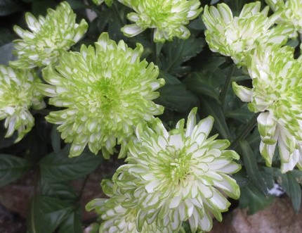 ファルコン植物記（５６８）淡い...