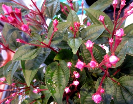 ファルコン植物記（５７３）桃色...