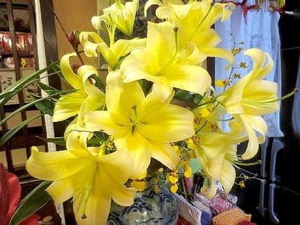 ファルコン植物記（５７５）黄色...