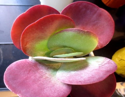 ファルコン植物記（５８３）紅葉...