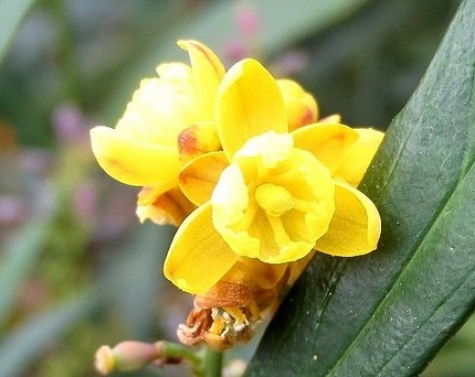 ファルコン植物記（５８９）黄色...