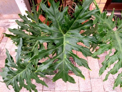 ファルコン植物記（５９７）切れ...