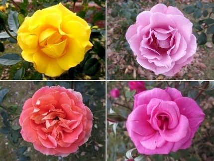 ファルコン植物記（５８２）多彩...