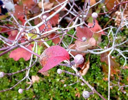 ファルコン植物記（５９６）春を...