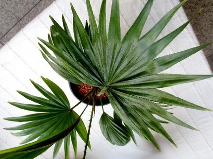 ファルコン植物記（６０２）掌状...