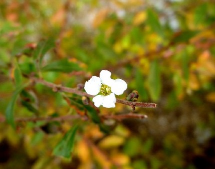 ファルコン植物記（５９５）白色...