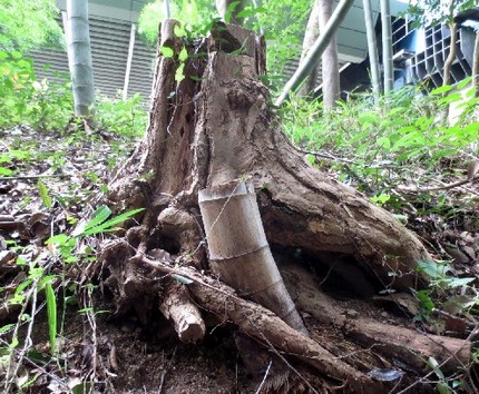 ファルコン植物記（６２１）ど根...