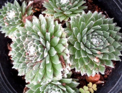 ファルコン植物記（６３０）多肉...
