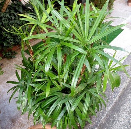 ファルコン植物記（６３４）細長...