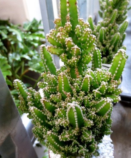ファルコン植物記（６３８）柱サ...