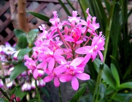 ファルコン植物記（６４８）赤桃...