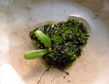 ファルコン植物記（６５０）成長...