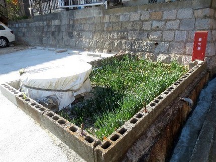 ファルコン植物記（６４４）気に...