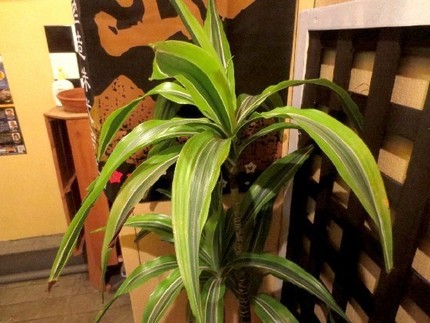 ファルコン植物記（６５９）白い...