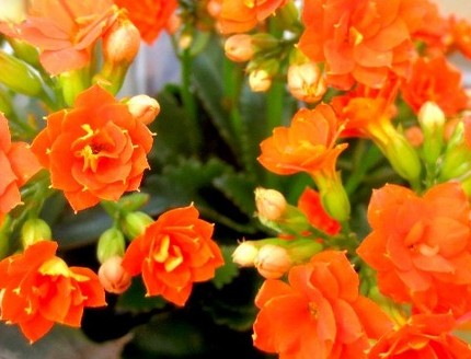 ファルコン植物記（６６４）＜カ...