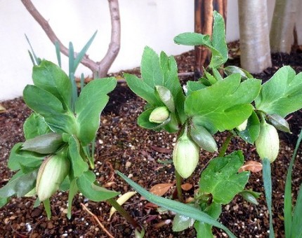 ファルコン植物記（６６６）気に...