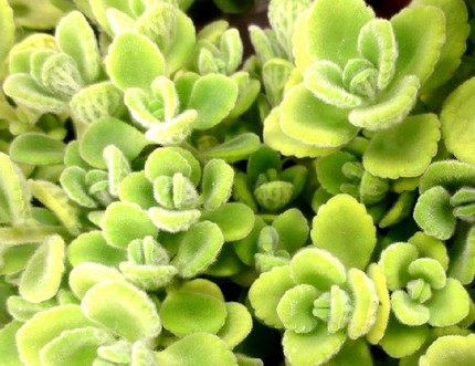 ファルコン植物記（６７１）緑色...