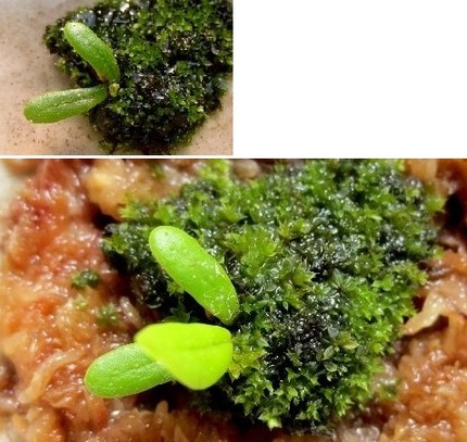 ファルコン植物記（６７８）成長...
