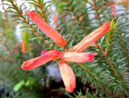 ファルコン植物記（６７９）赤桃...
