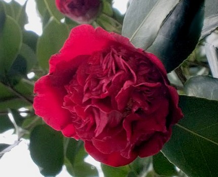 ファルコン植物記（６８６）紅色...
