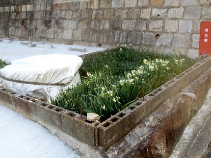 ファルコン植物記（６８７）気に...