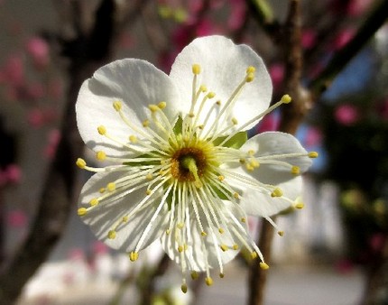 ファルコン植物記（６９０）白色...