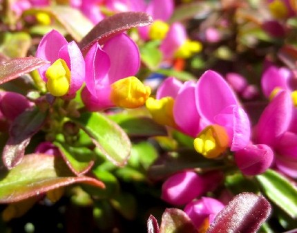 ファルコン植物記（７０２）黄色...
