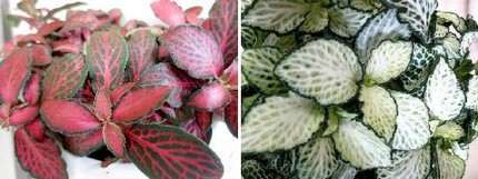 ファルコン植物記（７０３）紅色...