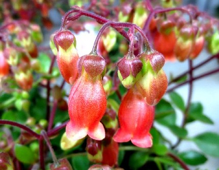 ファルコン植物記（６９６）赤紅...