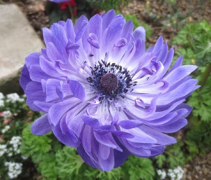 ファルコン植物記（６９８）青紫...