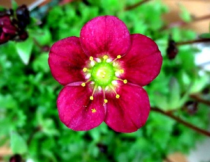 ファルコン植物記（７０１）赤紅...