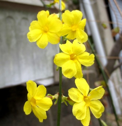 ファルコン植物記（６９５）黄色...