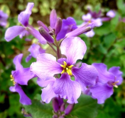 ファルコン植物記（７０５）赤紫...