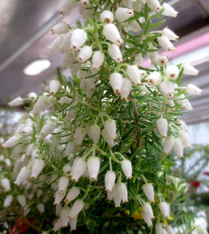 ファルコン植物記（７１３）白色...
