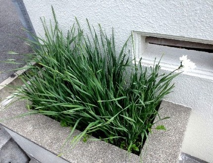 ファルコン植物記（７０８）気に...