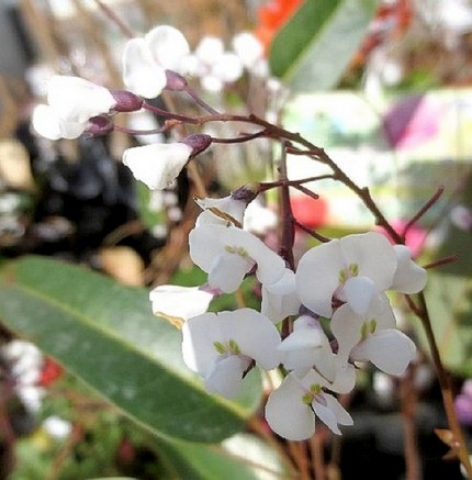 ファルコン植物記（７２３）白色...