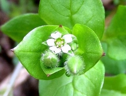 ファルコン植物記（７１９）白色...