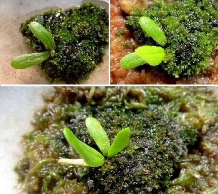 ファルコン植物記（７１７）成長...