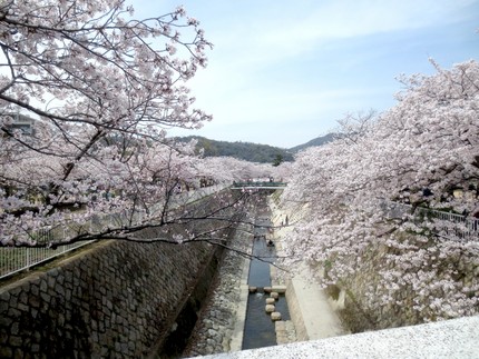 桜（ソメイヨシノ）が満開です＠...