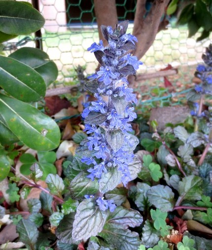 ファルコン植物記（７４２）青紫...