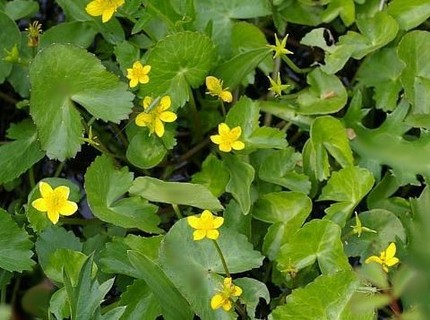 ファルコン植物記（２）黄色い花...