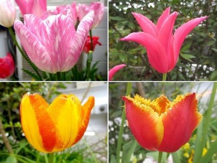 ファルコン植物記（７４６）多彩...