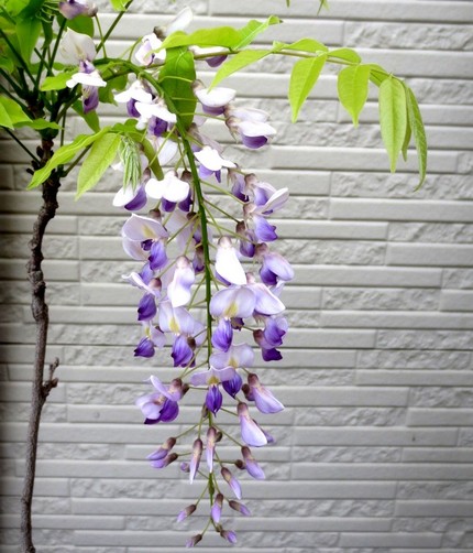 ファルコン植物記（７４１）青紫...