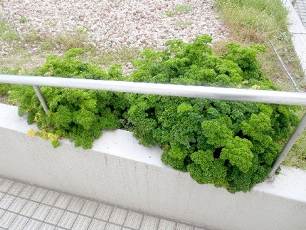 ファルコン植物記（７５１）こん...