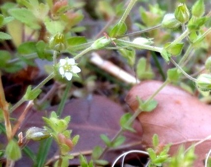 ファルコン植物記（７５６）小さ...